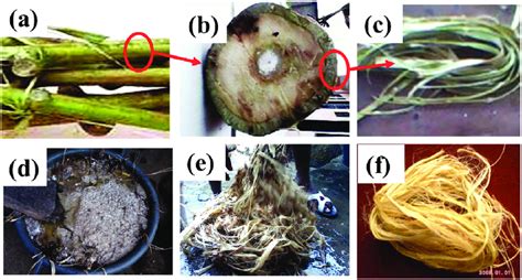 Okra-Fasern: Ein vielseitiges Biopolymer für die Zukunft der Textilindustrie!